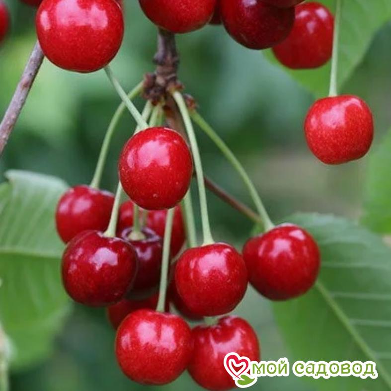 Вишня Шпанка