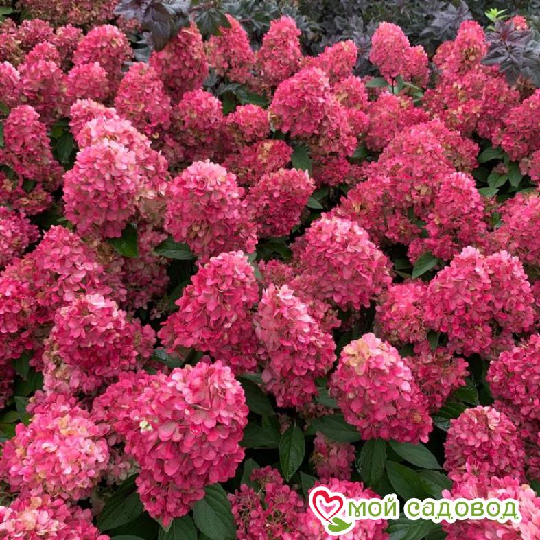 Гортензия метельчатая Бонфаер