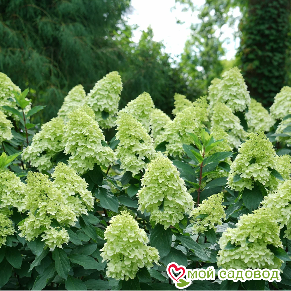 Гортензия Лайт Лайм