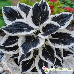 Хоста Променад